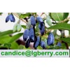 Lonicera Caerulea Extract