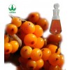 sea buckthorn berry oil