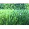 Performance Safety Soccer Artificial Grass Carpet With 40mm Pile Height