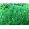 High Elastic Outdoor Artificial Grass Playground Surface For School 50mm