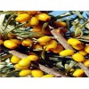 Sea buckthorn fruit oil