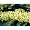 HoneySuchle Flowers Extract