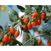 Organic Wolfberry Extract