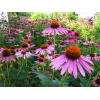 Echinacea Purpurea Extract