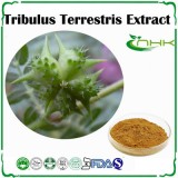 Tribulus Terrestris Extract