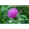 Milk Thistle Extract, Silymarin80% ,DAB10 EP6.0 USP3.2, liver protect ingredien