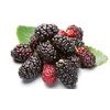 Mulberry Extract,  Extract of Aronia,  blueberry , bilberry and cranberry ,  anthocyanidin, exporter