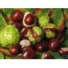 Horse Chestnut P.E., Aescin 20% ,CAS NO.: 6805-41-0, 100% natural anti-inflammatory