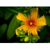 0.6% Hypericin St.John's wort P.E.,  Antibacterial anti-inflammatory; antidepressant