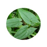 Epimedium Sagittatum Extract I