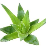 Aloe Emodin 95% 98% with Stron