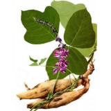 Pueraria Extract Pueraria for