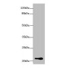 RASSF4 Antibody HRP conjugated