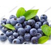 Blueberry P.E /Anthocyanin 5%-70%/wild blueberry