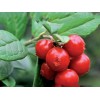 Nature 5-70%Lingonberry Anthocyanin