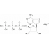 Adenosine 5'-triphosphate Magnesium